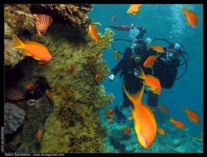 Scuba Diving: The Best of Times